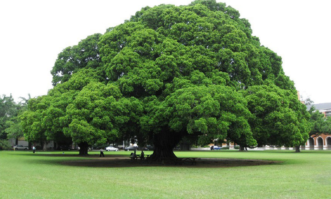 宿迁金榕树服务号代运营案例